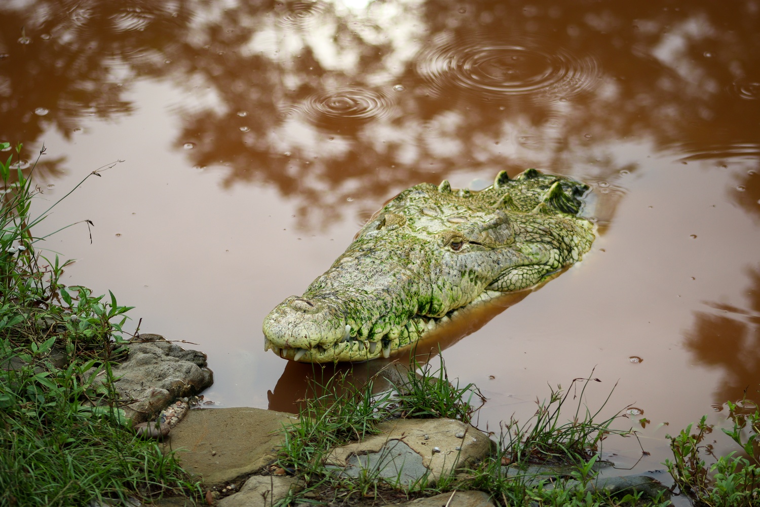 Foto caimán aguas de Cispatá 2